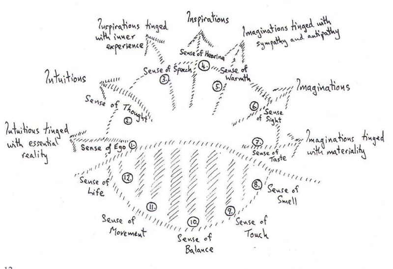 The twelve senses outlined in the image are 1. Sense of ego. 2. Sense of thought. 3. Sense of speech. 4. Sense of hearing. 5. Sense of warmth. 6. Sense of sight. 7. Sense of taste. 8. Sense of smell. 9. Sense of touch. 10. Sense of balance. 11. Sense of movement. 12. Sense of life.