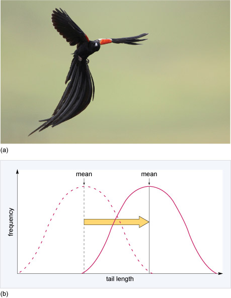 Migration:  Directional selection - OpenLearn - Open University