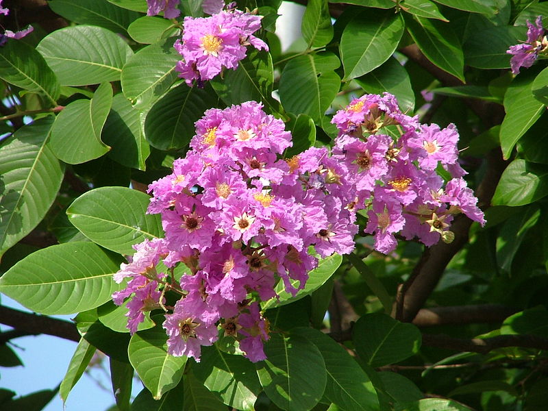 The Pride of India tree (Lagerstroemia speciosa) in blossom