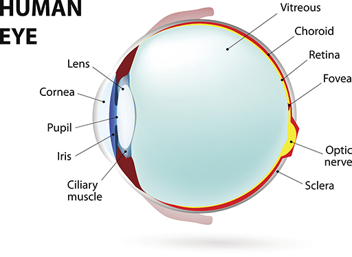 A labelled human eye.