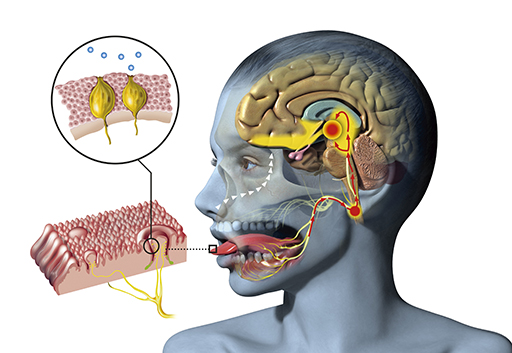 A person's head showing how taste is received through the taste buds on the tongue and then how this information reaches the brain.