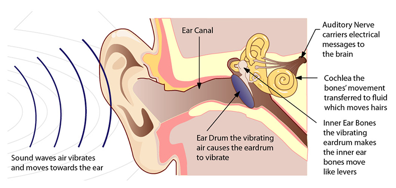Steps to show how humans hear.