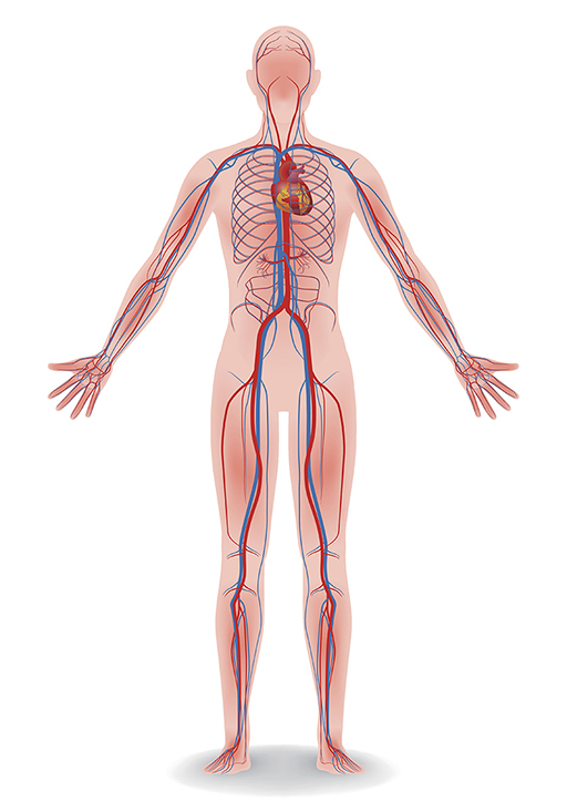 Drawing of the human body showing arteries and veins