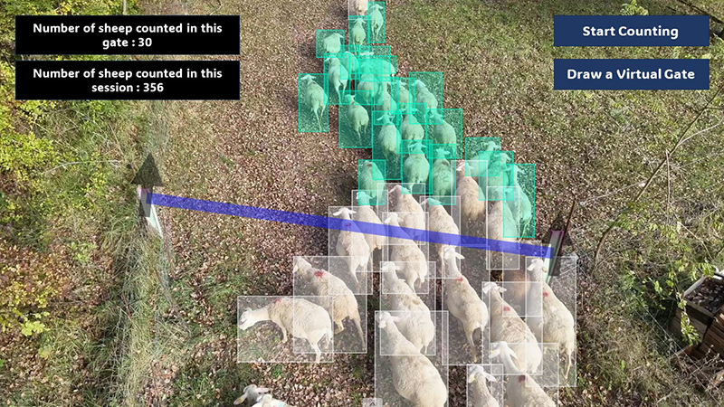 An aerial photgraph of a herd of sheep. The photo is annotated