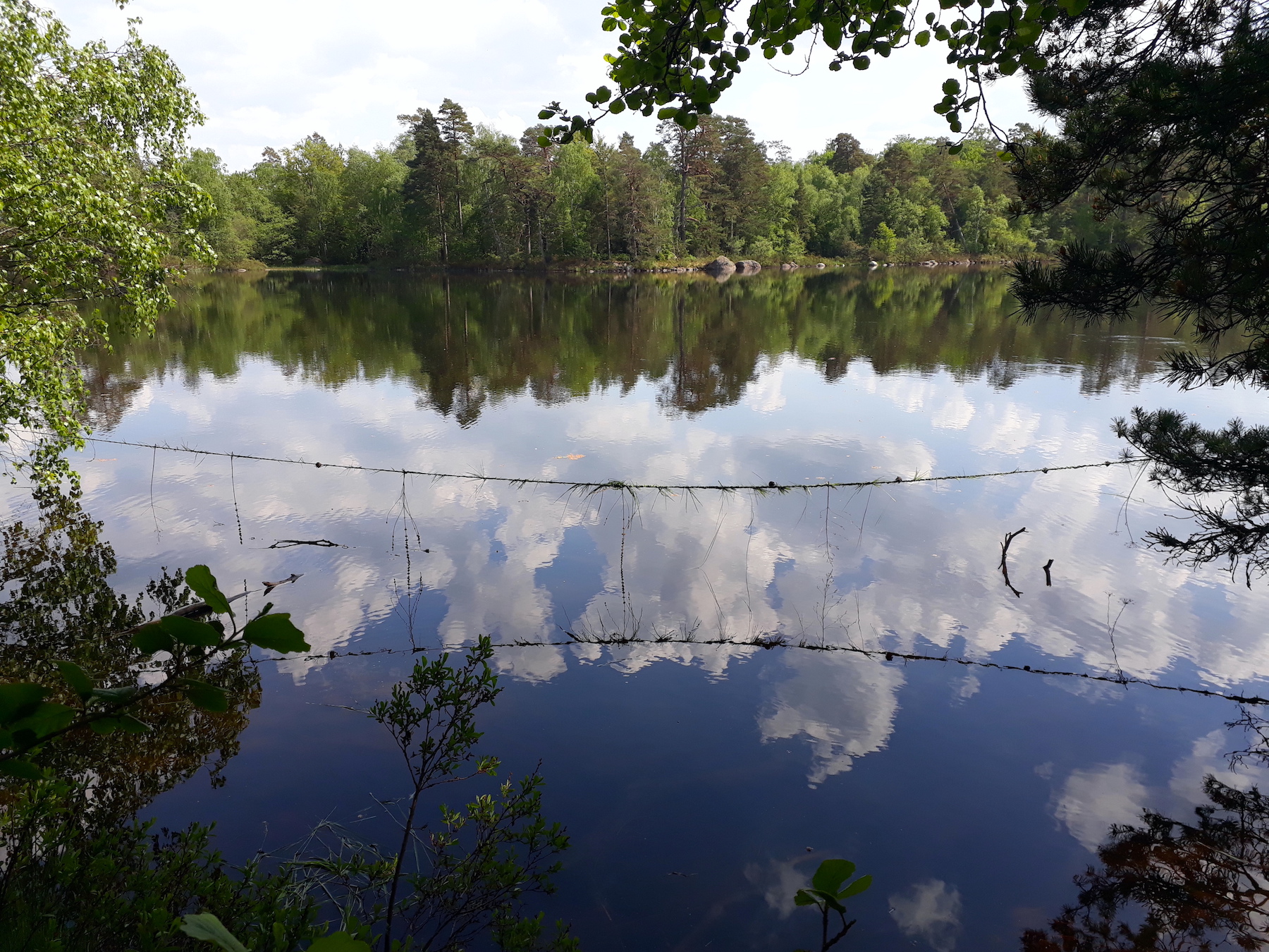 Hisso grass reflection
