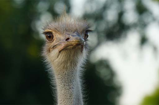 An ostrich.