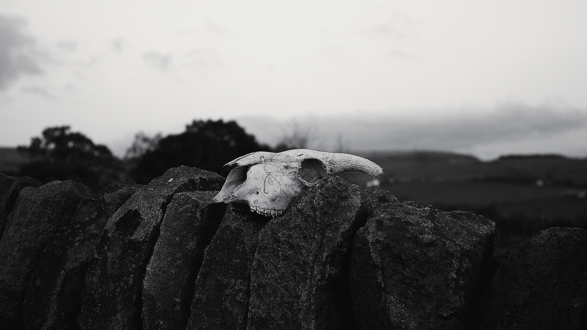 Llun du a gwyn o benglog dafad ar wal gerrig