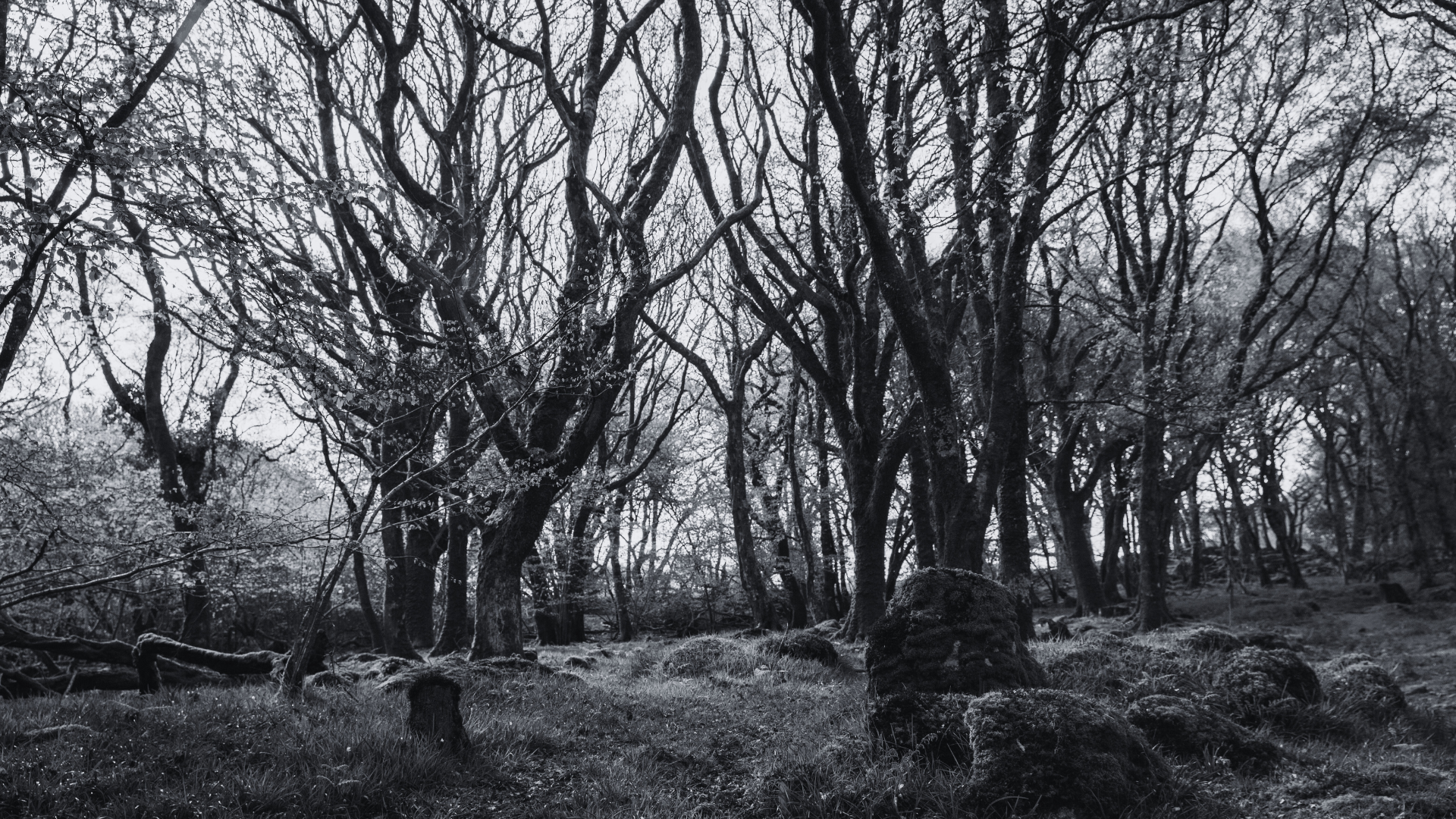 Llun du a gwyn o goed Tŷ Canol, Sir Benfro 