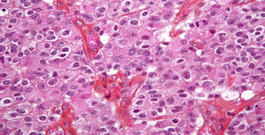 Introduction to histology