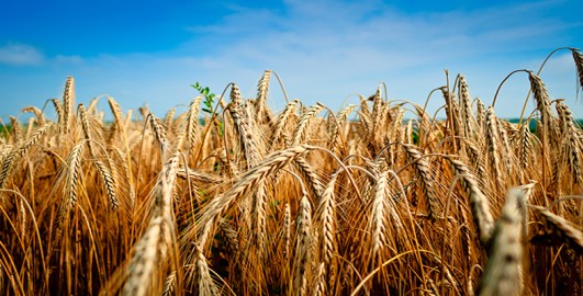 Gene manipulation in plants
