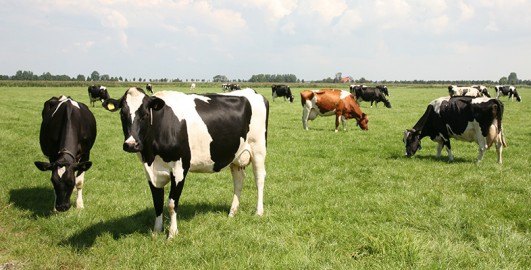 BSE and vCJD: their biology and management