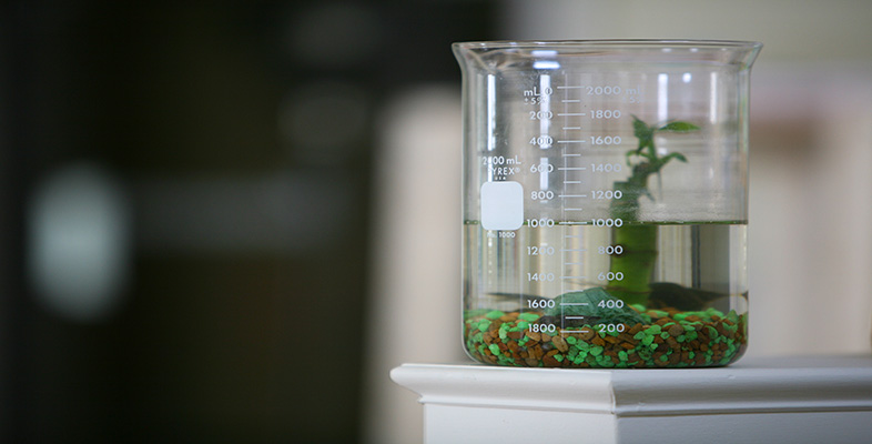 A global dimension to science education in schools