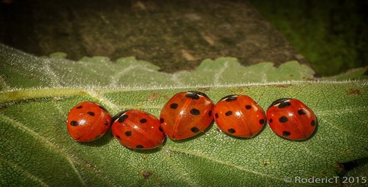 Experiences of learning mathematics