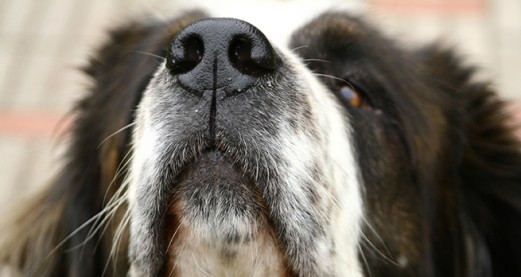 Sniffing out disease