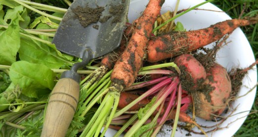 The working-class garden