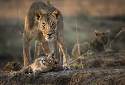 The Hunt: a natural history series that challenges us to side with the predators