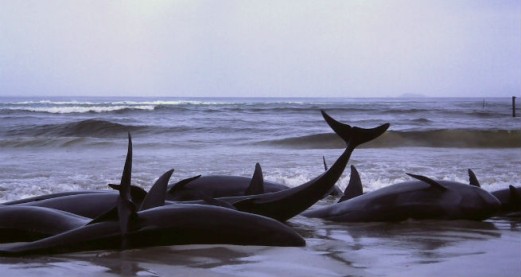 Do whales commit suicide?