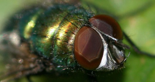 Why are maggots making a comeback in hospitals?