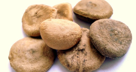 A 19th century autopsy unmasks a poisoner