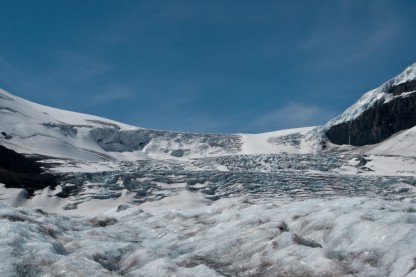 What can parasites on Arctic shrews tell us about climate change?