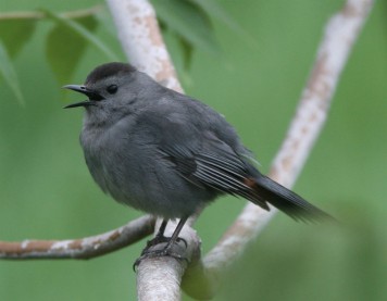 How are drones keeping track of songbirds?