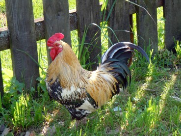 Chlorine-washed chicken: An OpenLearn reading list