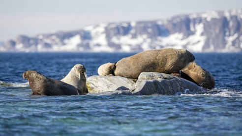 Blue Planet II - One Ocean: The videos