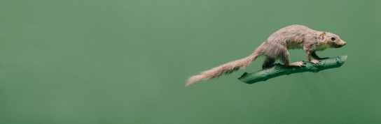 Detecting fake images