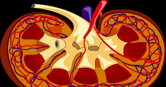 Demystifying Chronic Kidney Disease: what is it and who is at risk?