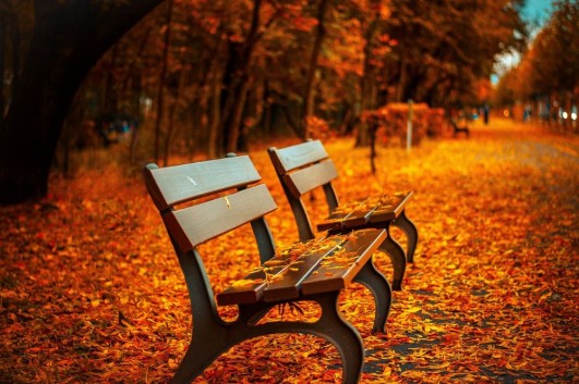 Autumn on OpenLearn