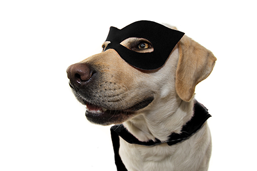 A dog wearing a superhero mask.