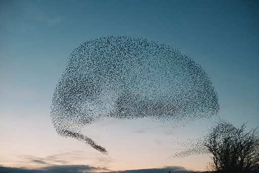 A murmuration of starlings.