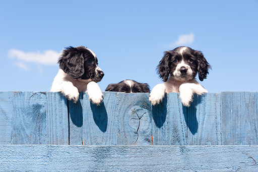 Three dogs on a fence.