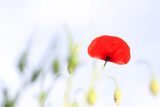 A single poppy.