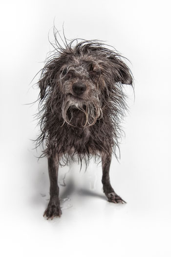 Photo of a scruffy-looking dog.
