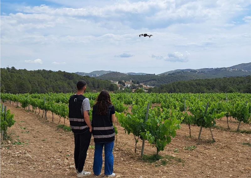 Two people standing in a vineyard with a drone hovering in the sky above