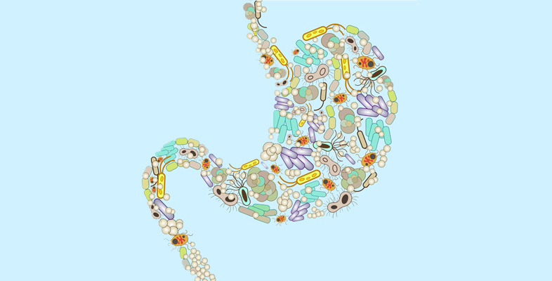 The gut microbiome: balancing the body