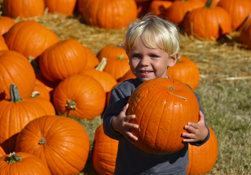 Young child carrying a pumpkin at a pumpkin patch