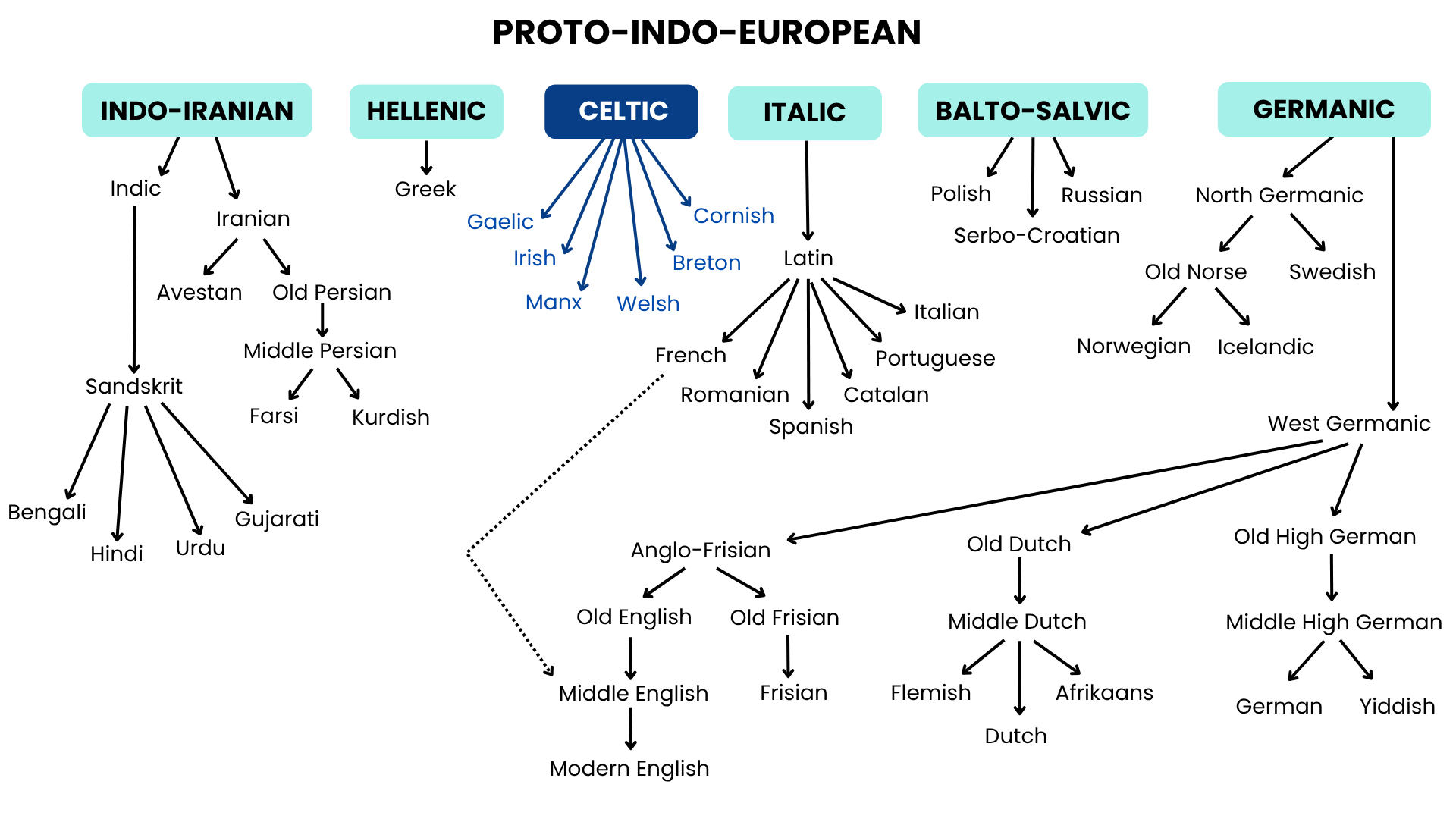 A model of a language tree showing the relationships between (major) languages of the Indo-European family
