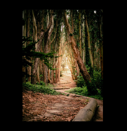 Photograph of trees in a forest path scene.