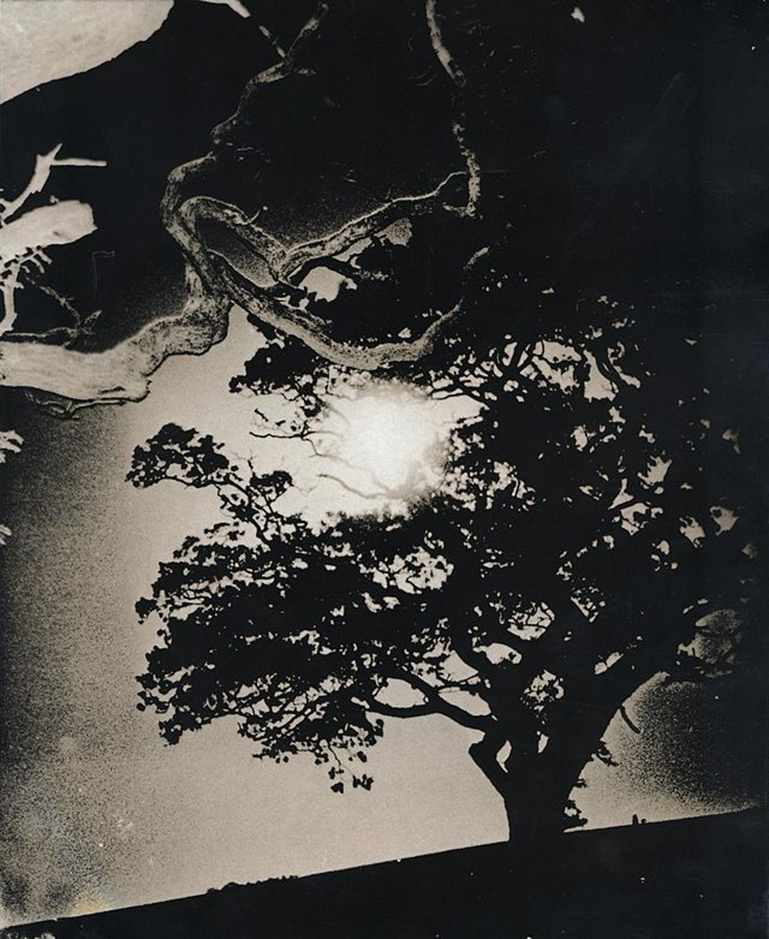 Black and white photo of a tree and shadows