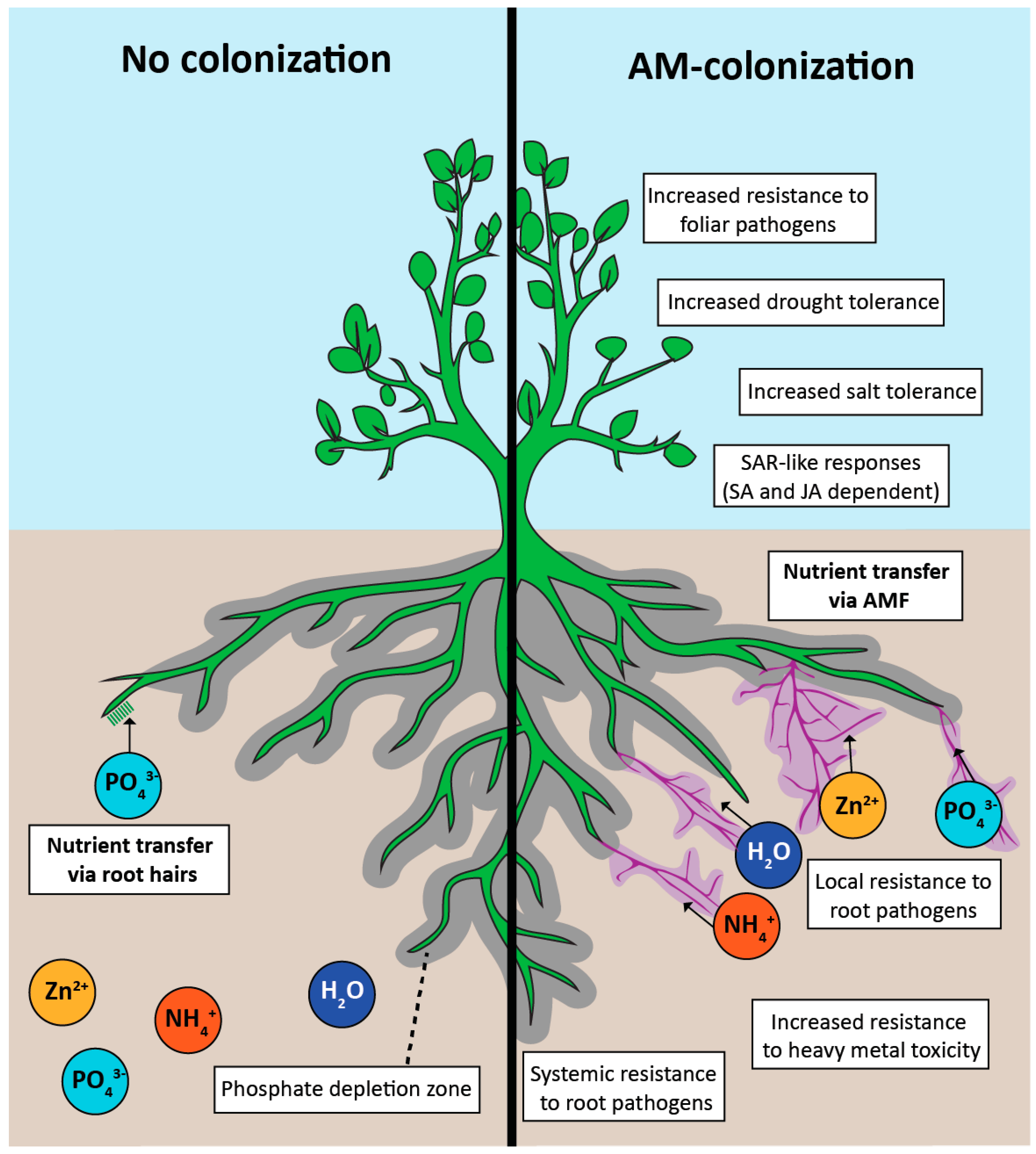 Positive effects of arbuscular mycorrhizal (AM) colonization