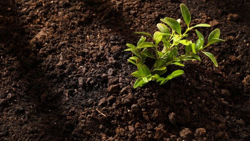 Hidden soil allies – fungi that help plants face drought