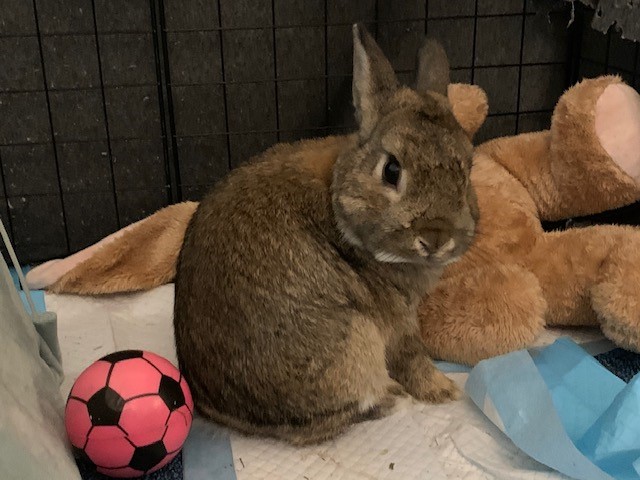 Rabbit looking at the camera sat next to a ball and a cuddly toy.