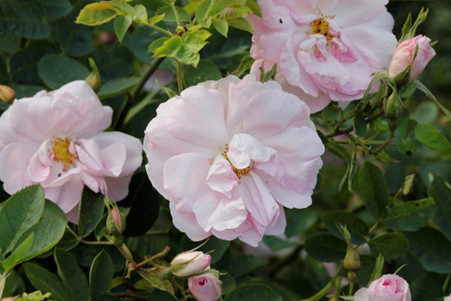 Maiden's Blush rose