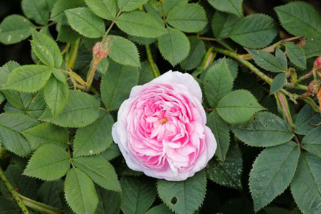 Queen of Denmark rose