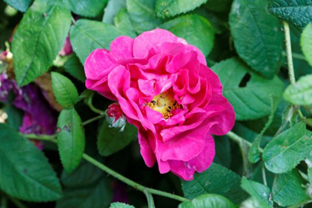 Red Rose of Lancaster