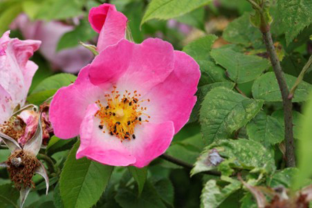 Rosa gallica