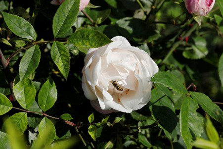 Rosa arvensis