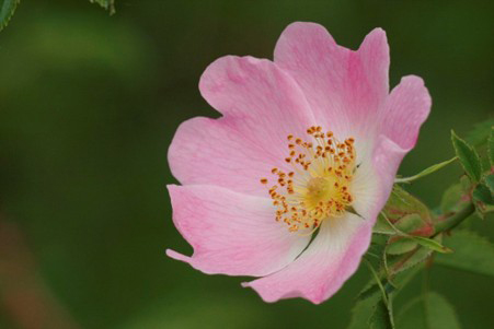 Rosa canina